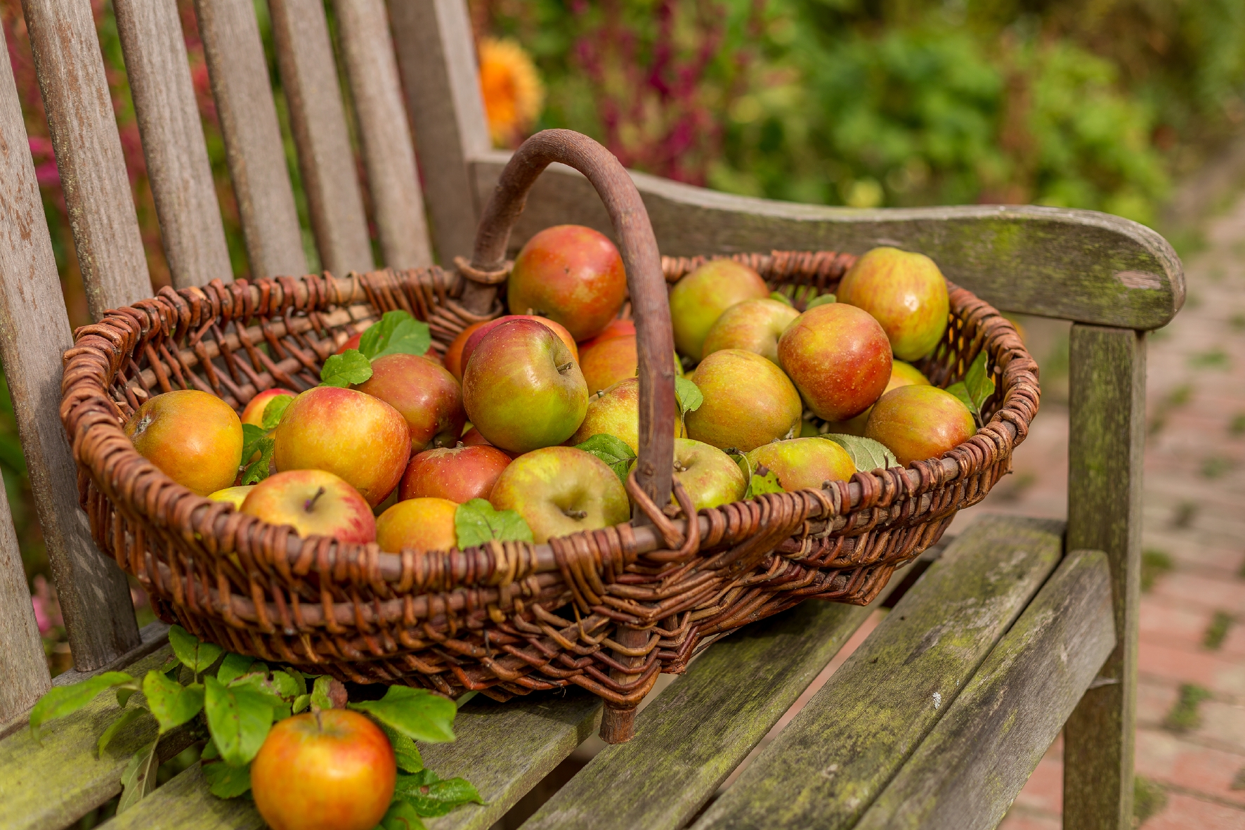 Äpfel im Erntekorb