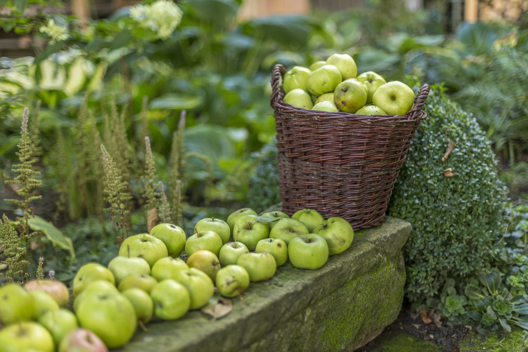 Ernte von grünen Äpfeln