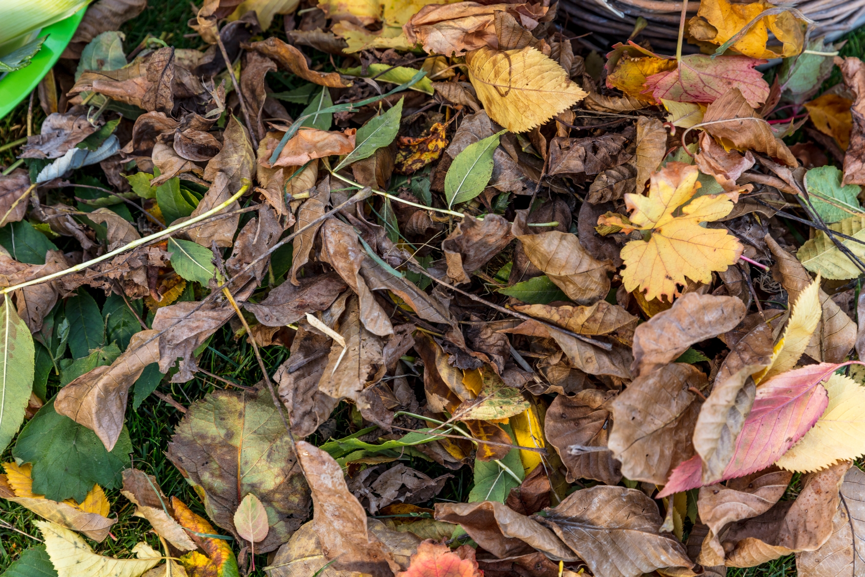 Herbstlaub lässt sich ebenfalls als Füllmaterial für ein Hochbeet verwenden