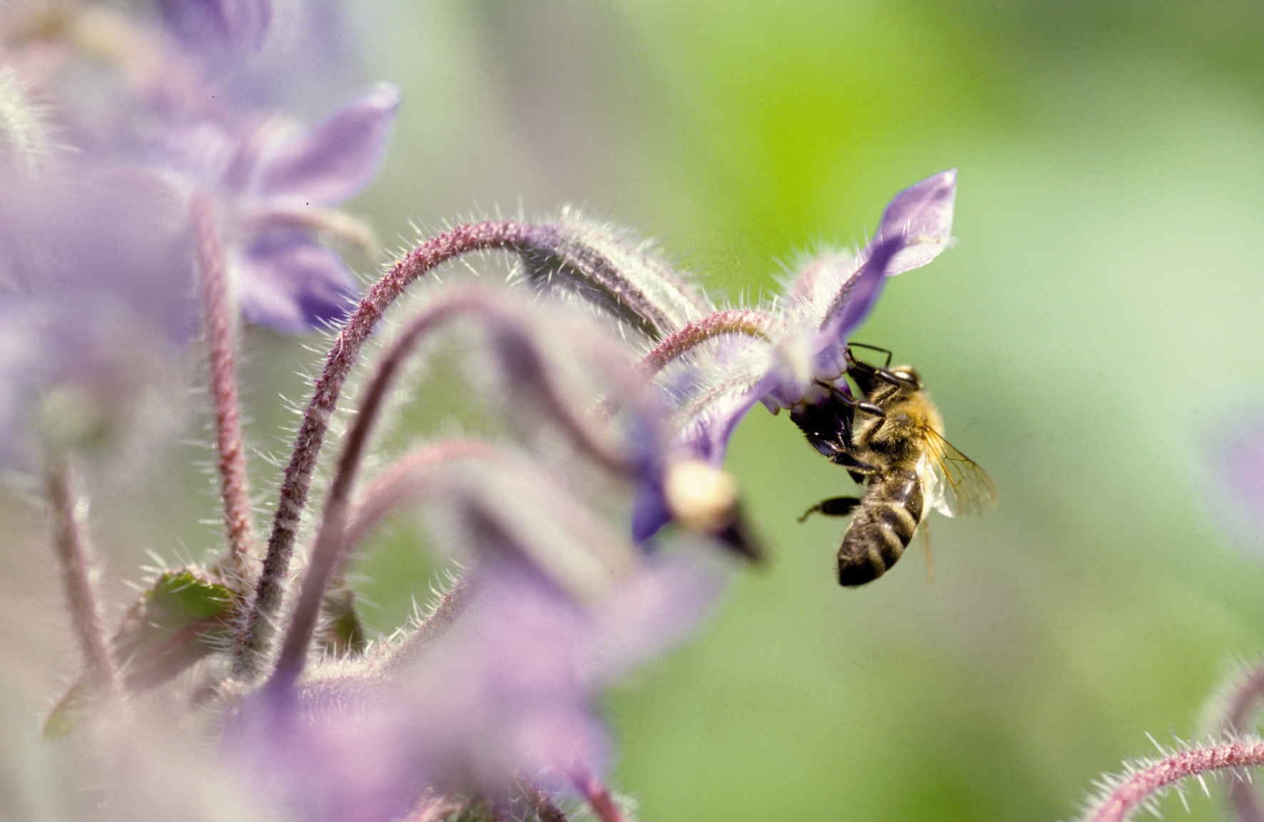 Borretschblüte mit einer Honigbiene