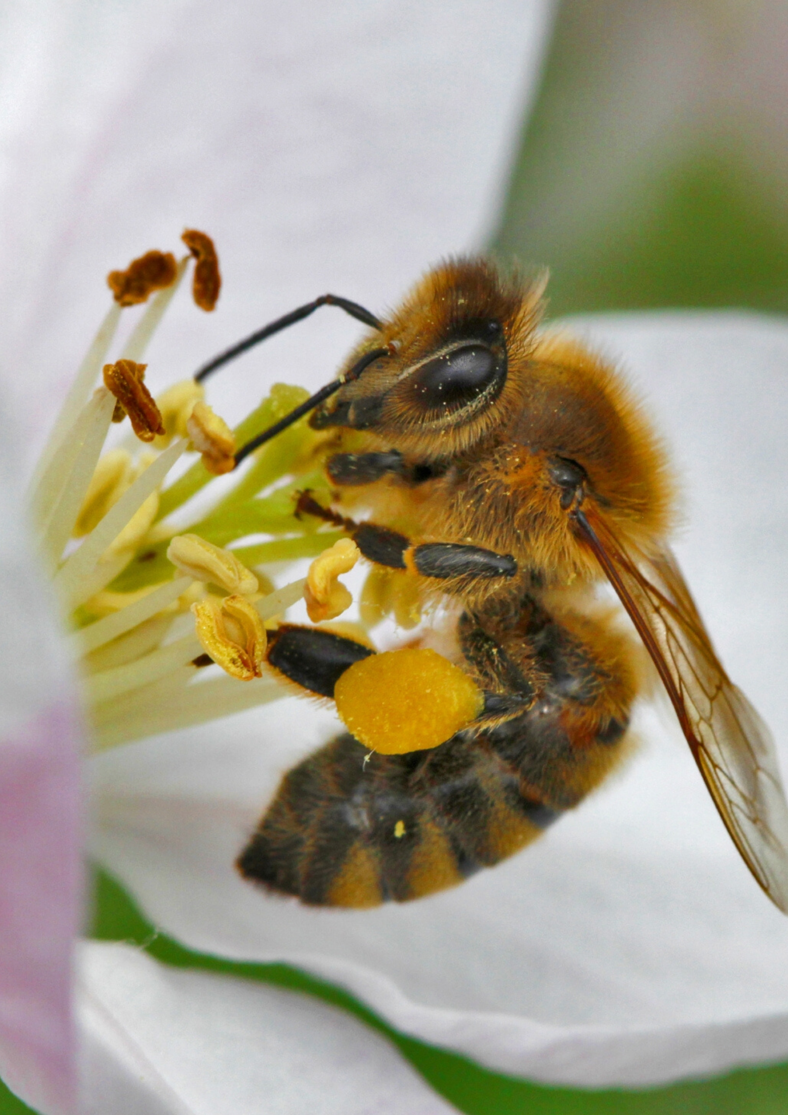 Honigbiene sitzt an einer Obstblüte