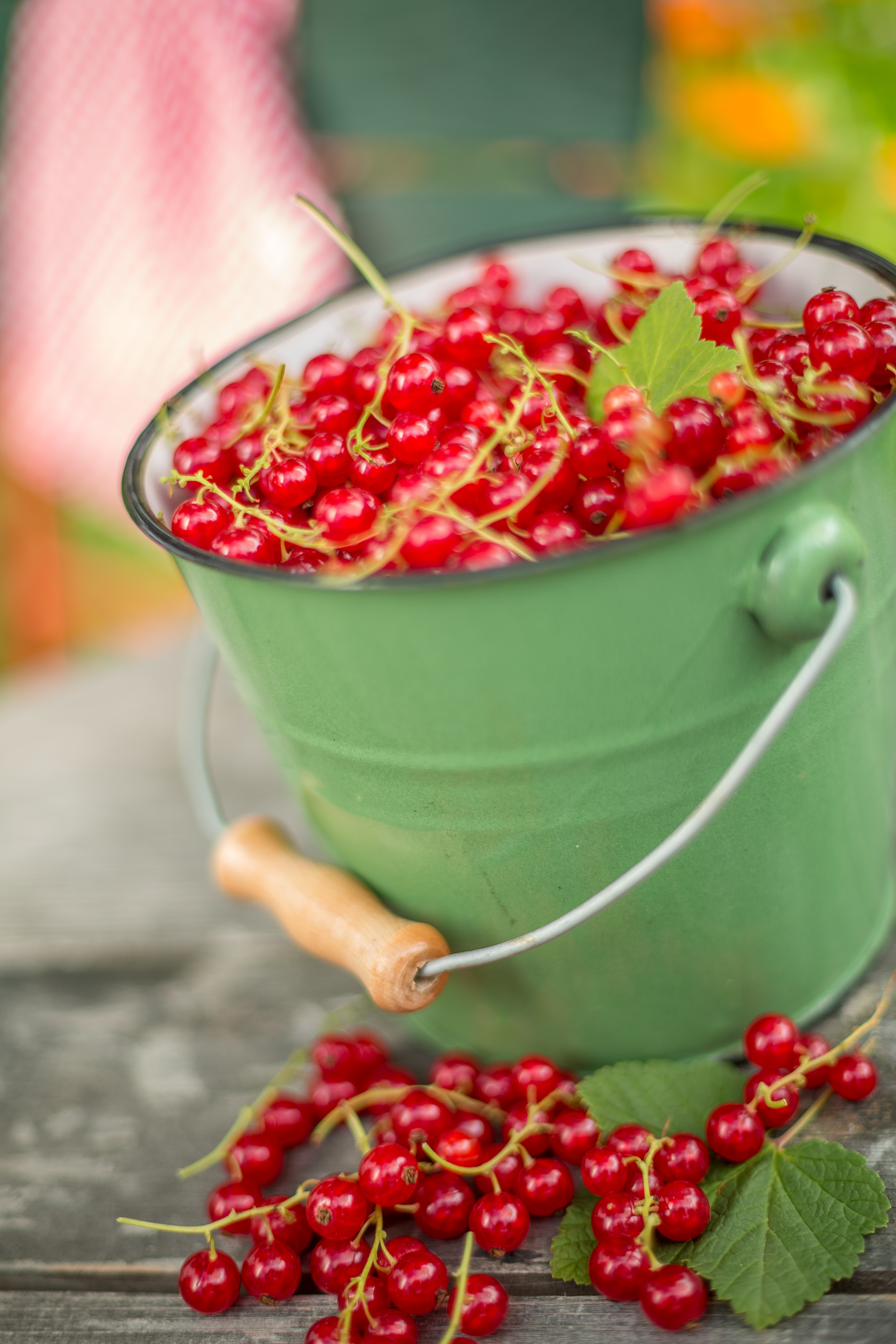 Johannisbeeren im grünen Eimer