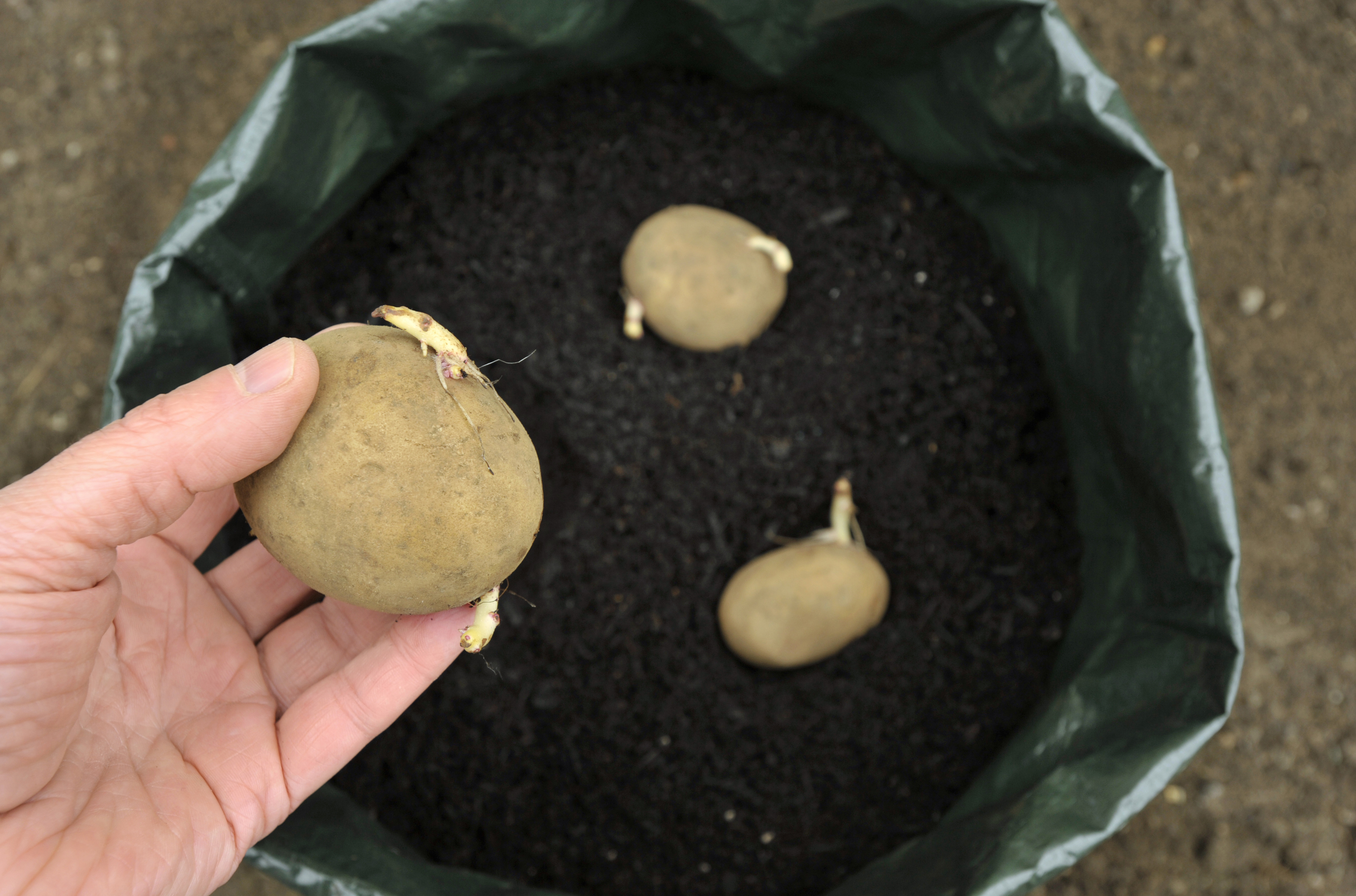 Schritt 2: Vorgekeimte Kartoffeln in ein Gefäß mit Erde anpflanzen
