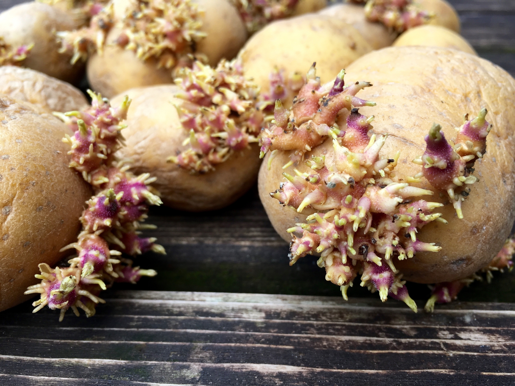 Bevor Kartoffeln auf dem Balkon angebaut werden können - Vorkeimen! Schritt 1: Kartoffeln vorkeimen lassen