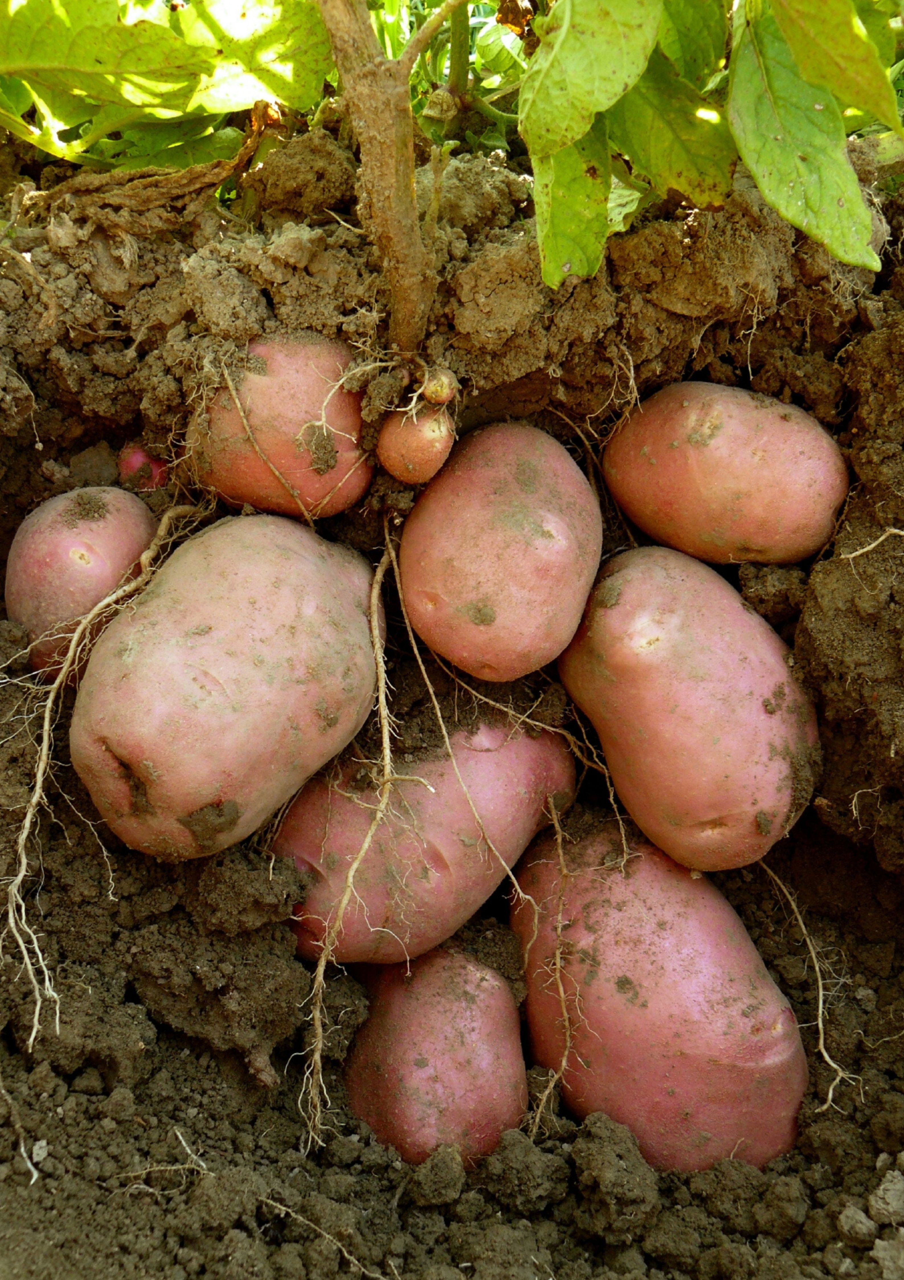Gewachsene Kartoffelpflanzen wieder mit Erde auffüllen Weitere Pflege: Nach der ersten Wachstumsphase der Kartoffeln Erde nachfüllen