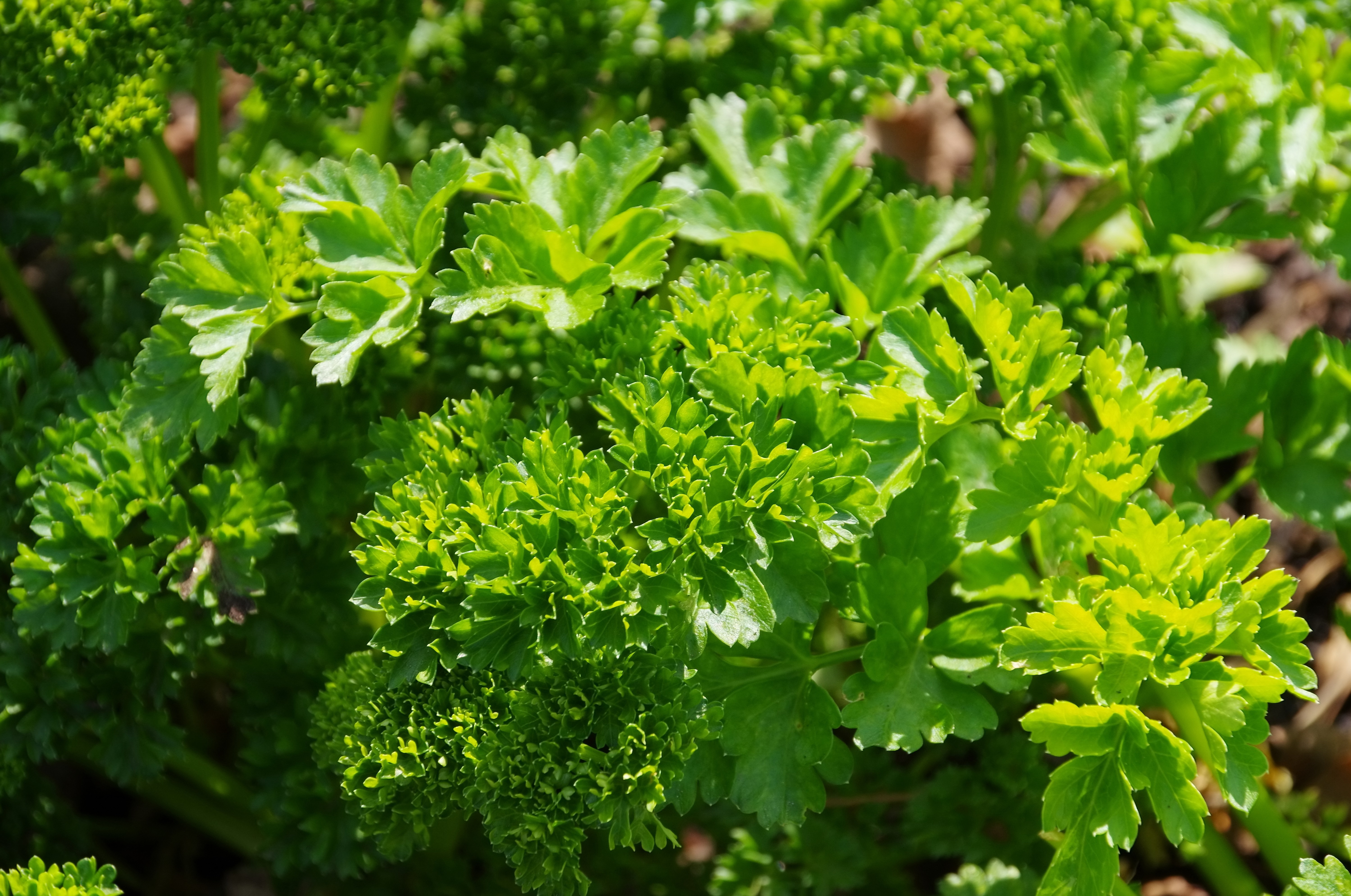 Petersilie aus dem eigenen Garten