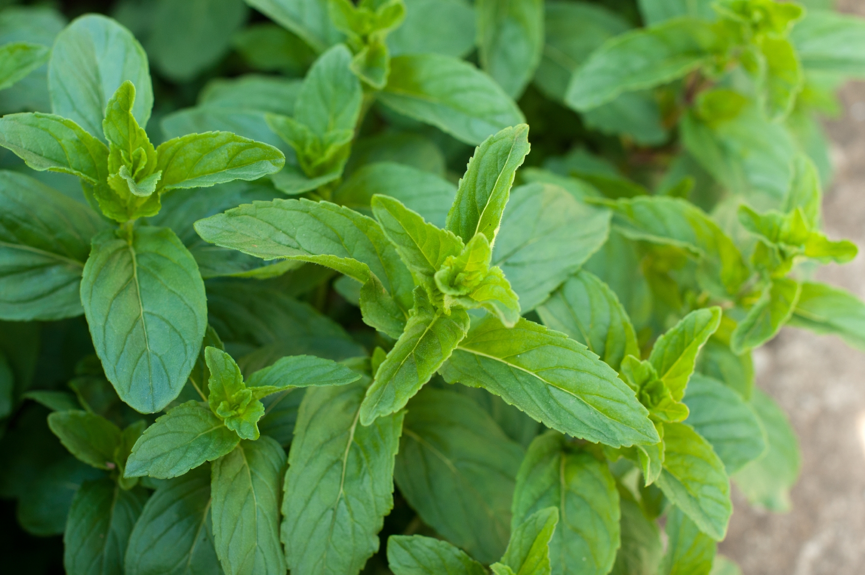 Kräuter im Garten: Pfefferminze 