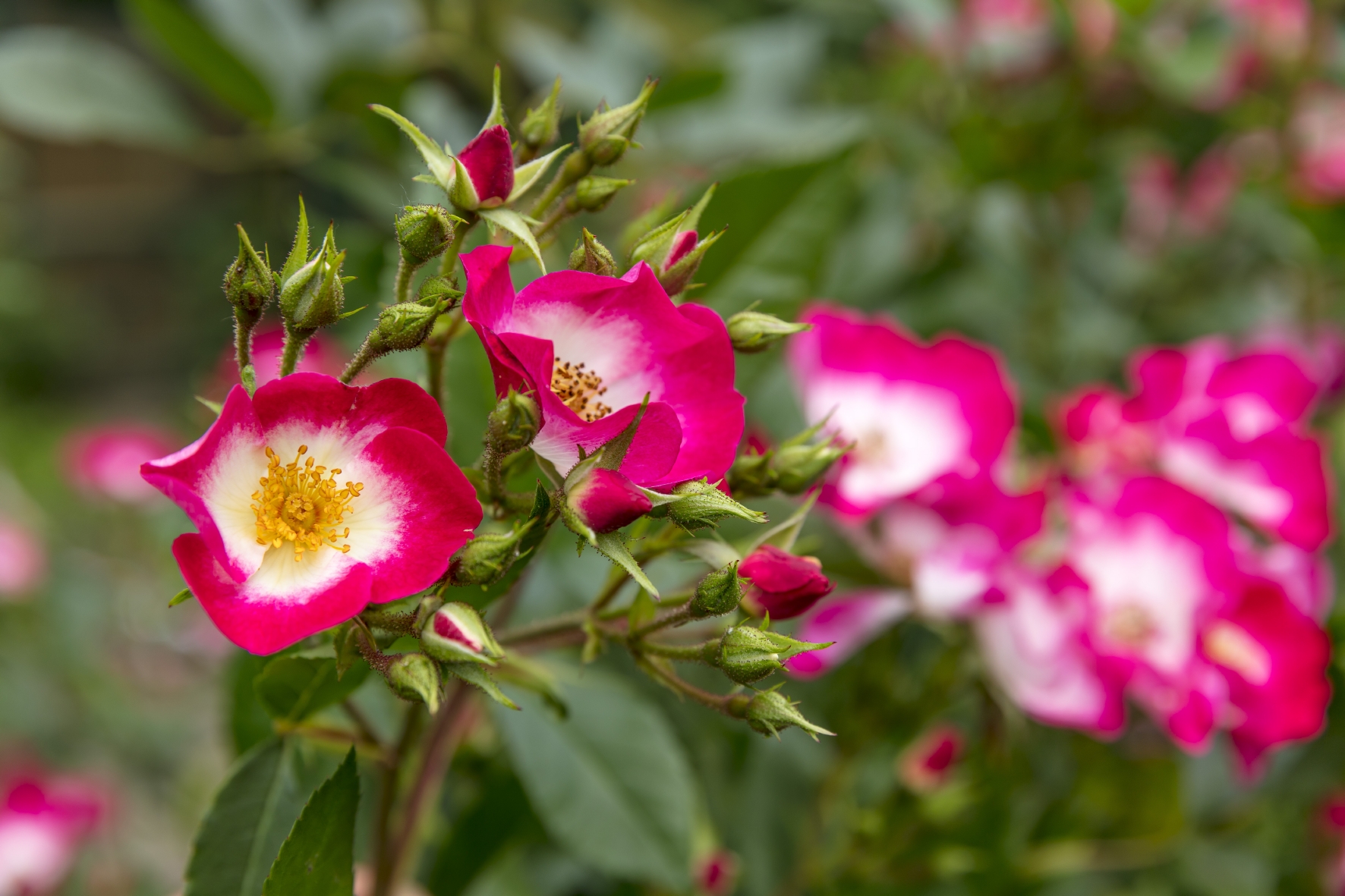 Über einfache, ungefüllte Rosenblüten freuen sich Bienen und andere Insekten