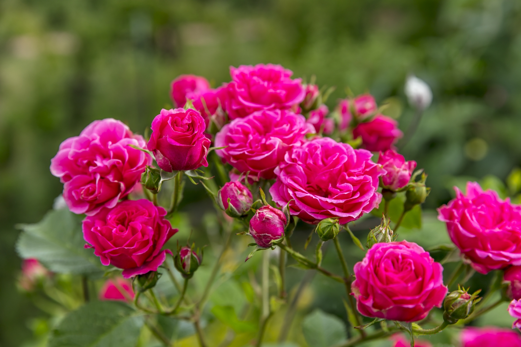 Rosen gibt es in vielen verschiedenen Farben wie z.B. in Violett