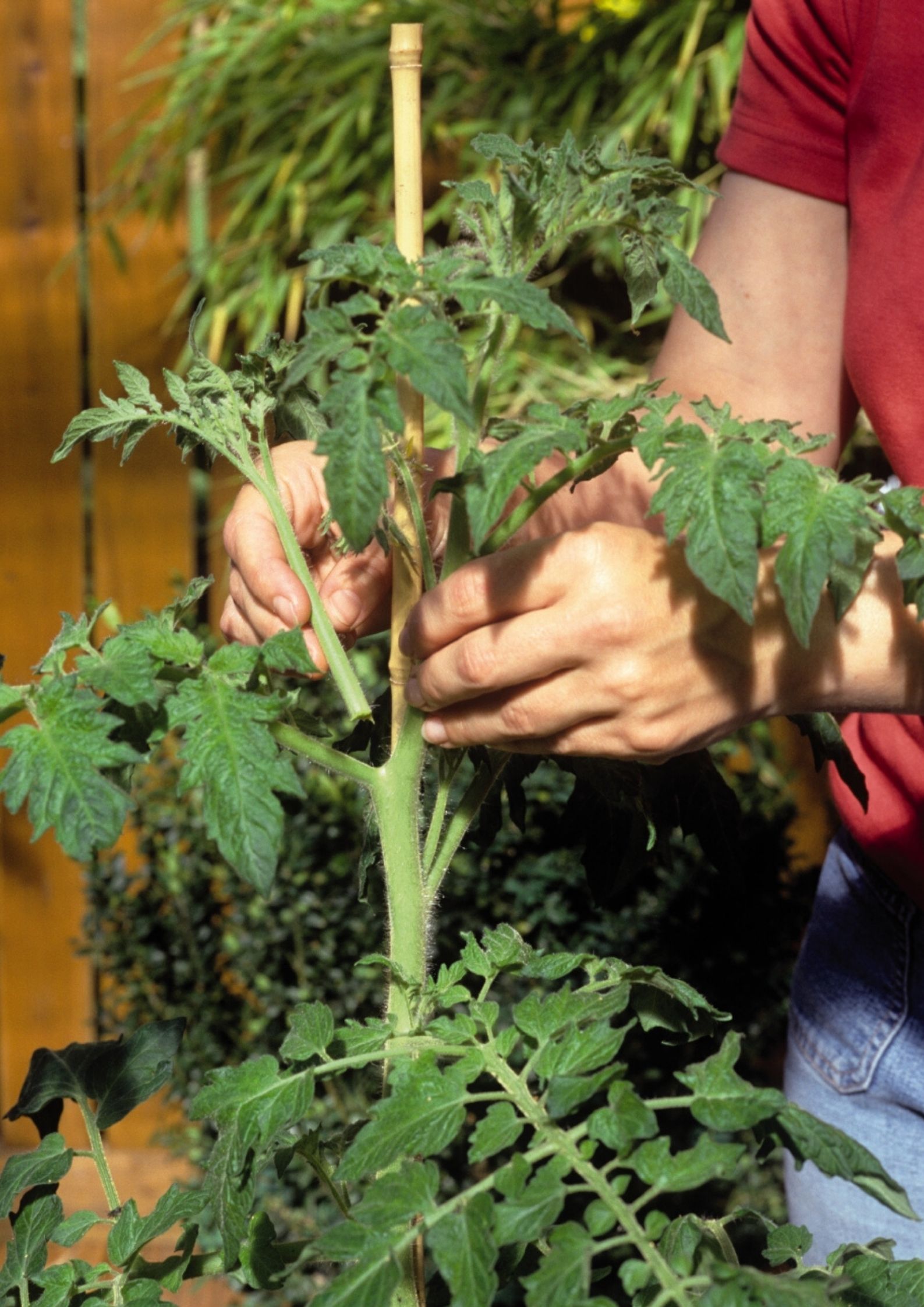 Tomatenpflanze wird ausgegeizt