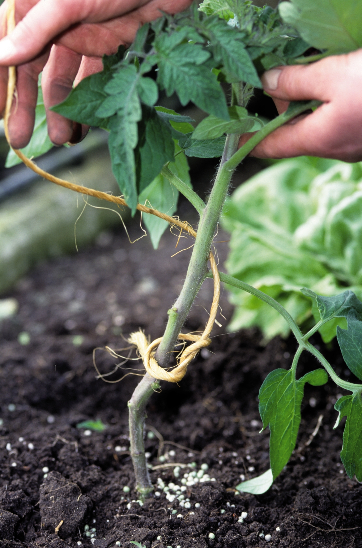 Tomaten müssen für das bessere Wachstum hochgebunden werden