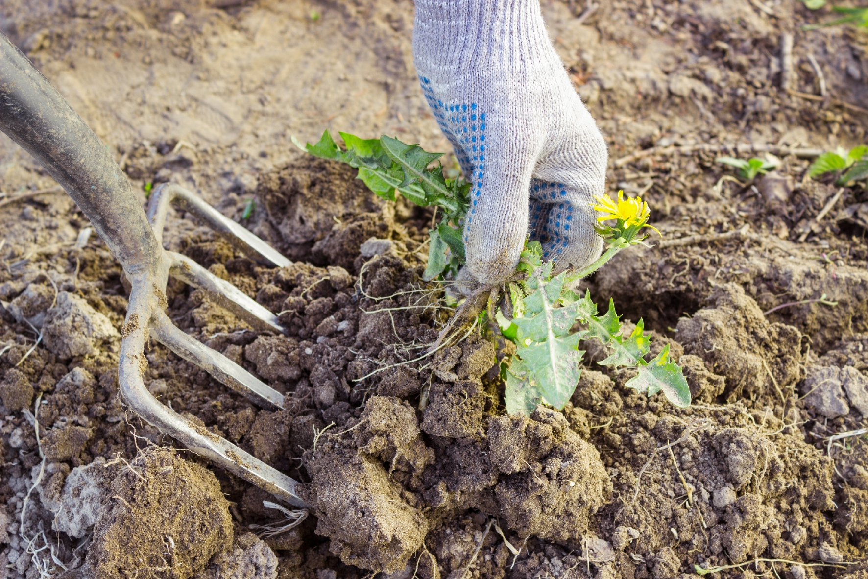 Zur Neuanlage muss in der vorbereiteten Fläche das Unkraut entfernt werden