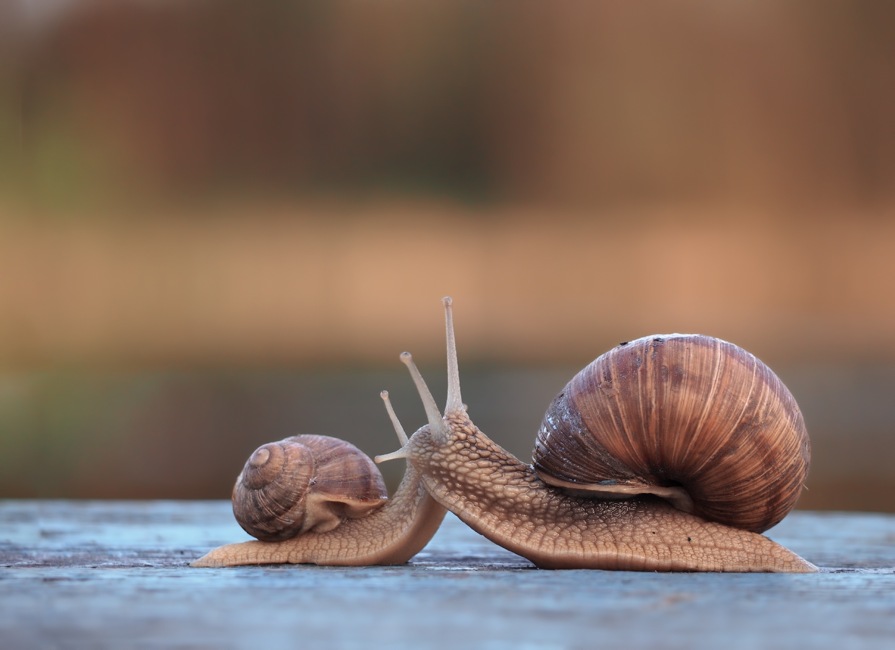 Weinbergschnecke