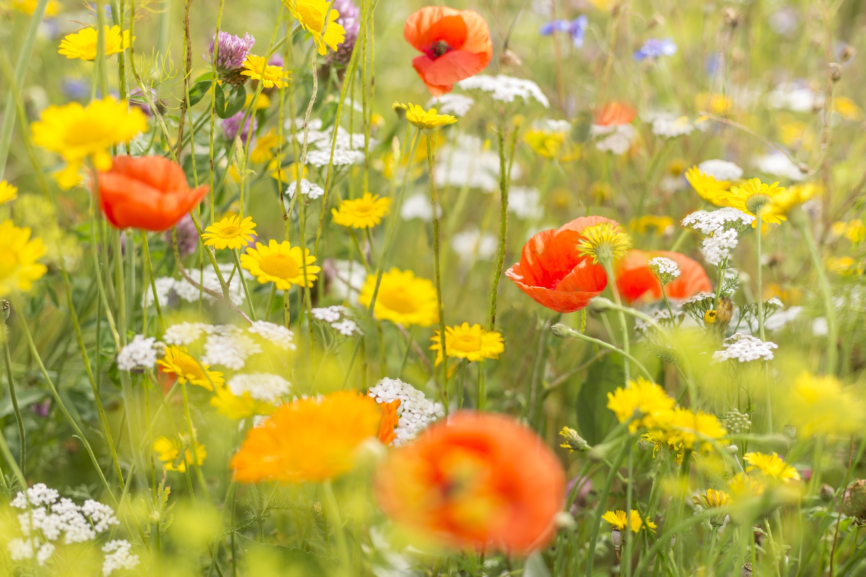 Auf diese Blumenwiese stehen Vögel: WildgärtnerFreude Gartenstars von Neudorff