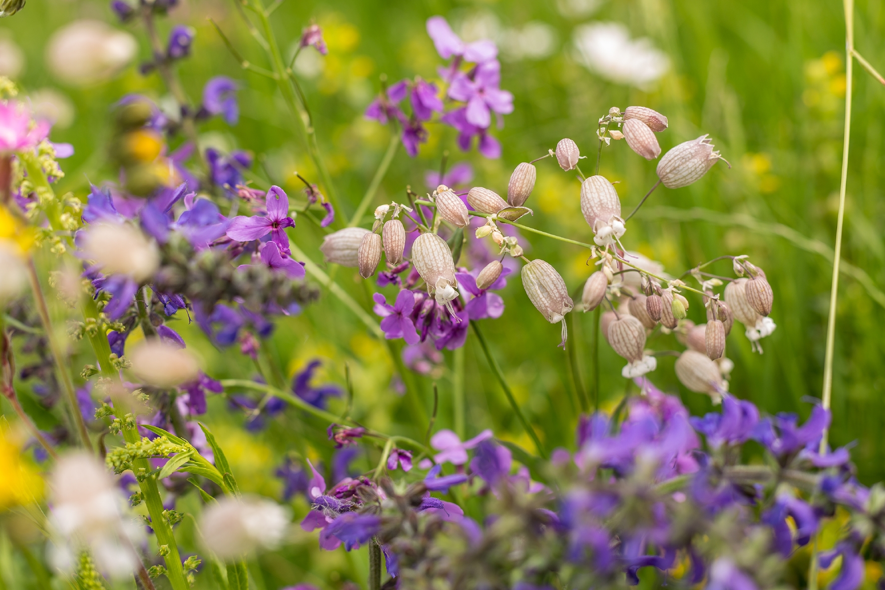 Perfekt für eine Blumenwiese geeignet: WildgärtnerFreude Nachtschwärmer Treff von Neudorff