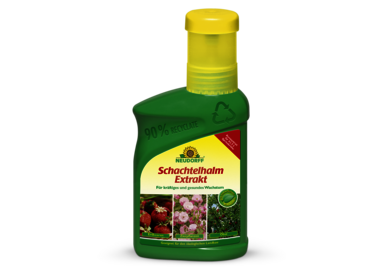 Schachtelhalm Extrakt